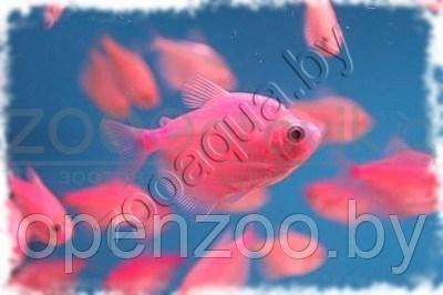 Рыбка Тернеция розовая Glofish Розовый - фото 5 - id-p145038605