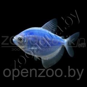 Тернеция голубая Glofish