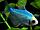 Тернеция голубая Glofish, фото 2