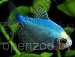 Тернеция голубая Glofish - фото 2 - id-p145038606
