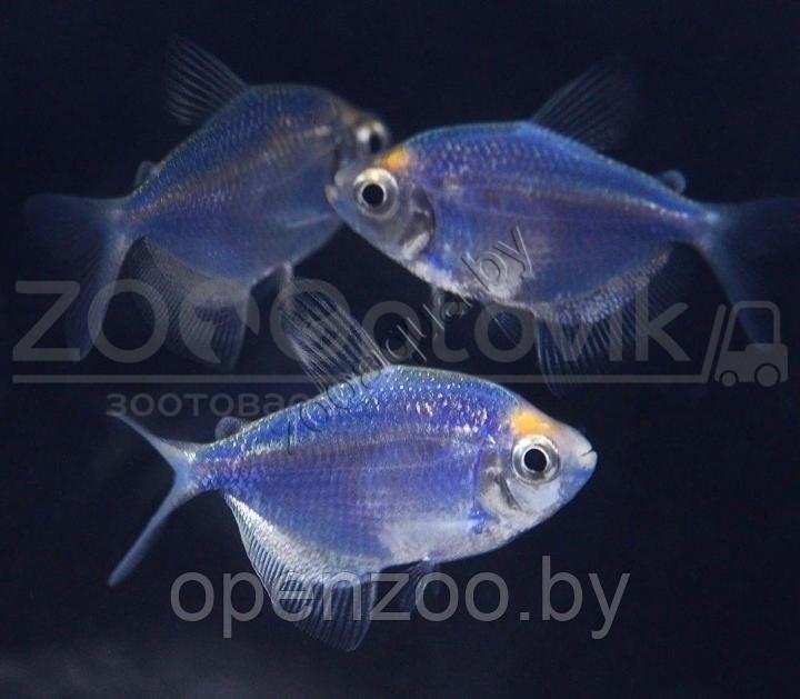 Тернеция голубая Glofish - фото 4 - id-p145038606