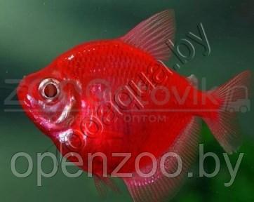 Тернеция бордовая Glofish - фото 1 - id-p145038607