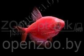 Тернеция бордовая Glofish - фото 2 - id-p145038607