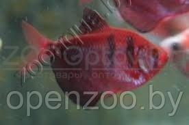 Тернеция бордовая Glofish - фото 3 - id-p145038607