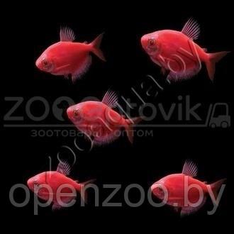 Тернеция бордовая Glofish - фото 4 - id-p145038607