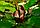ZooAqua Барбус суматранский 2-2.5 см., фото 3
