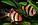 ZooAqua Барбус суматранский 2-2.5 см., фото 5