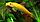 Гиринохейлус золотой, фото 2
