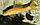 Гиринохейлус золотой, фото 3