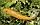 Гиринохейлус золотой, фото 4