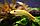 Гиринохейлус золотой, фото 6