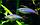 Радужница неоновая 3-3.5 см., фото 9