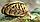 Улитка Дрейссана - пресноводная моллюск двухстворчатый, фото 2