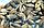 Улитка Дрейссана - пресноводная моллюск двухстворчатый, фото 3