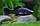 Моллинезия "Черный бархат" 4,0-4,5 см., фото 4