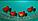 Пецилия Балон Красная черноплавничная 3-3,5 см, фото 3