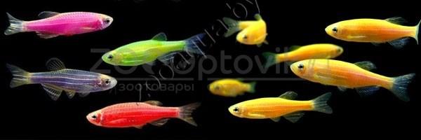 Данио морковка GloFish - фото 3 - id-p153794032