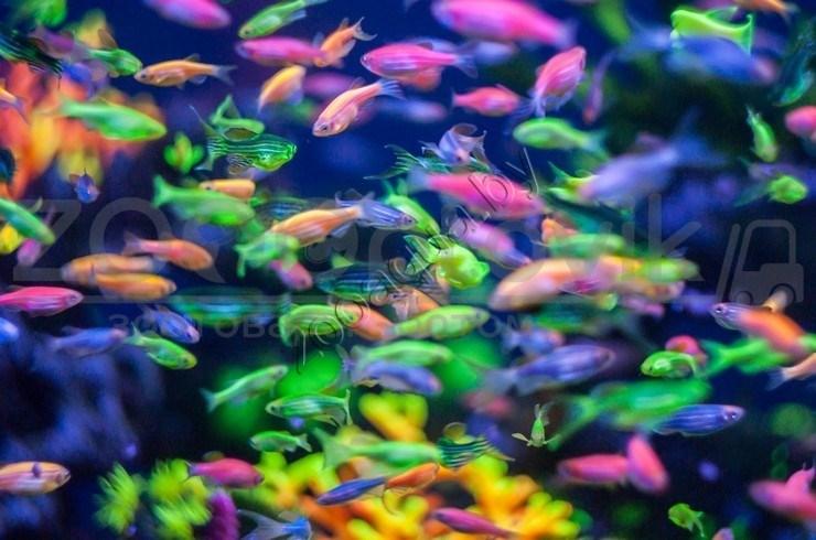 Данио голубой GloFish - фото 4 - id-p153794033