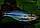 Радужница Озерная синяя 3,5-4,0 см, фото 2