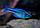 Радужница Озерная синяя 3,5-4,0 см, фото 4