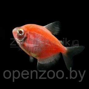 Тернеция Glo Fish Оранжевая 2,5-2,8 см - фото 1 - id-p168943703