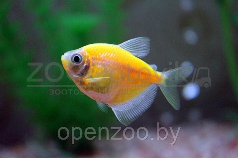 Тернеция Glo Fish Оранжевая 2,5-2,8 см - фото 2 - id-p168943703
