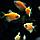 Тернеция Glo Fish Оранжевая 2,5-2,8 см, фото 3