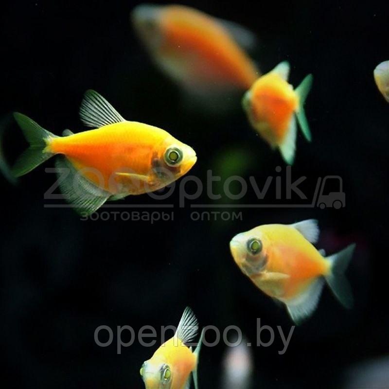 Тернеция Glo Fish Оранжевая 2,5-2,8 см - фото 3 - id-p168943703