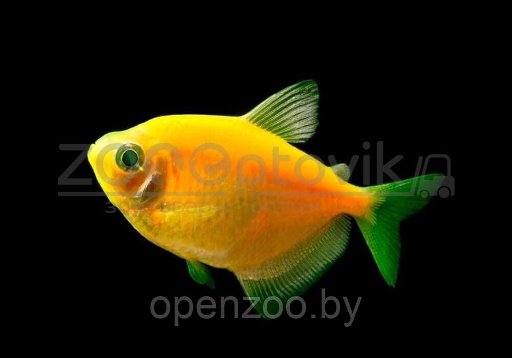 Тернеция Glo Fish Оранжевая 2,5-2,8 см - фото 4 - id-p168943703