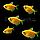 Тернеция Glo Fish Оранжевая 2,5-2,8 см, фото 5