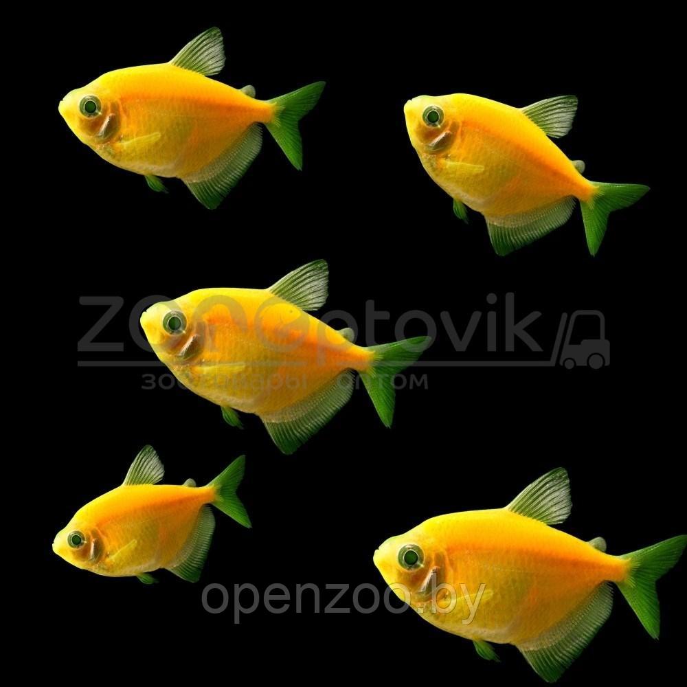 Тернеция Glo Fish Оранжевая 2,5-2,8 см - фото 5 - id-p168943703