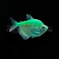 Тернеция Glo Fish Темно зеленые Мята 2,5-2,8 см