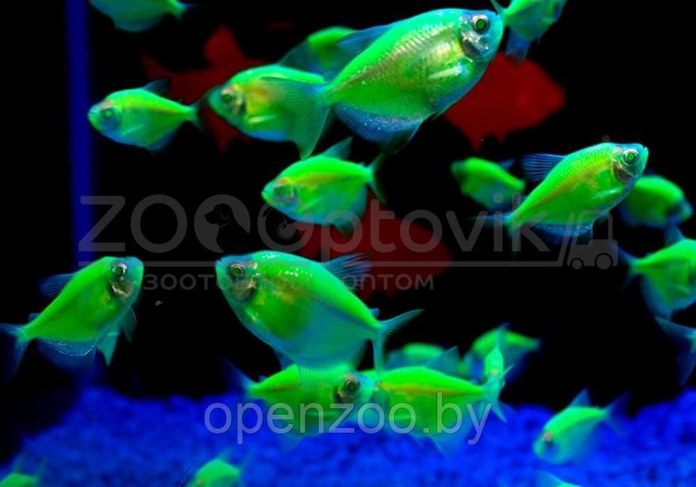 Тернеция Glo Fish Темно зеленые Мята 2,5-2,8 см - фото 3 - id-p168943704