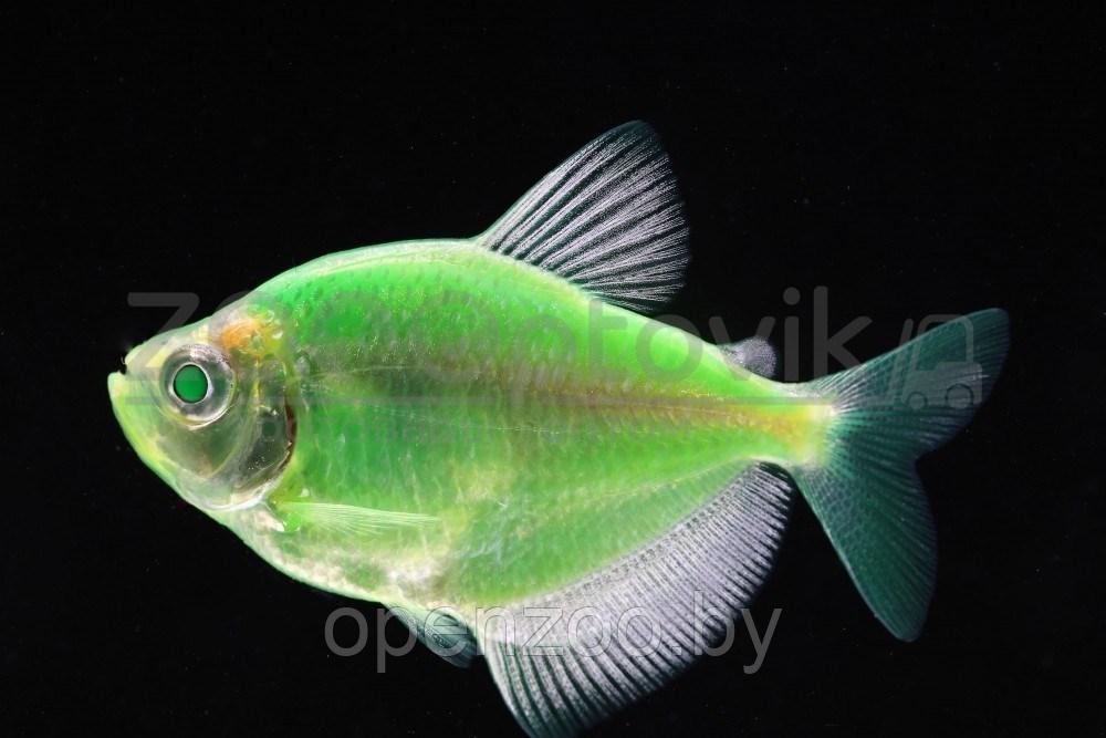 Тернеция Glo Fish Темно зеленые Мята 2,5-2,8 см - фото 4 - id-p168943704