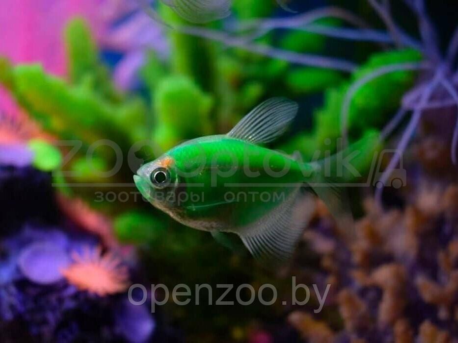Тернеция Glo Fish Темно зеленые Мята 2,5-2,8 см - фото 5 - id-p168943704