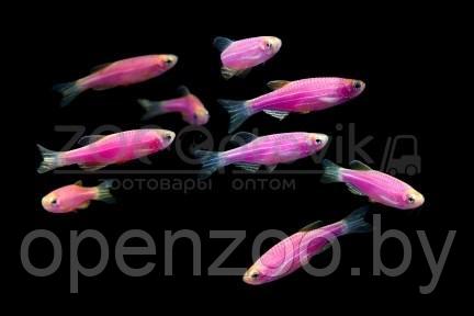 Даино Glo Fish Фиолетовый 1,5-2,0 см