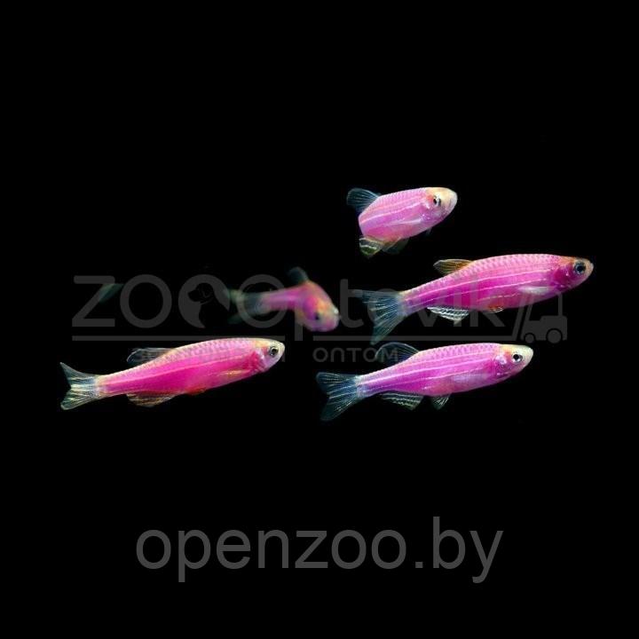 Даино Glo Fish Фиолетовый 1,5-2,0 см - фото 2 - id-p168943705