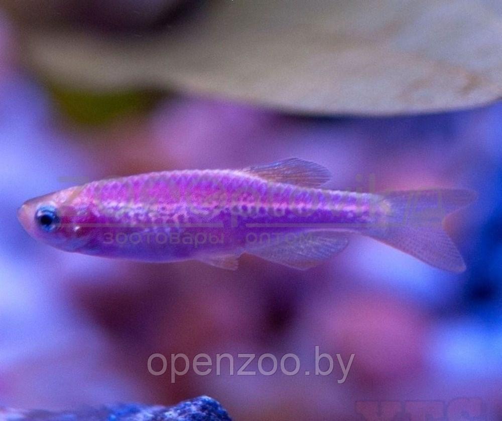 Даино Glo Fish Фиолетовый 1,5-2,0 см - фото 3 - id-p168943705