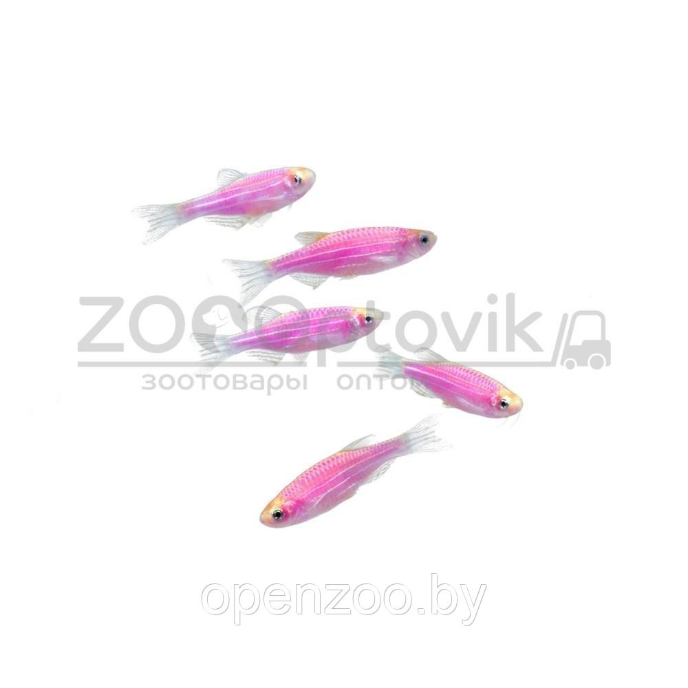 Даино Glo Fish Фиолетовый 1,5-2,0 см - фото 6 - id-p168943705