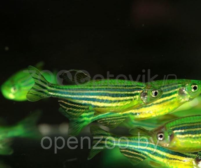 Данио Glo Fish Лазер и Мята 1,0-1,5 см - фото 4 - id-p168943706