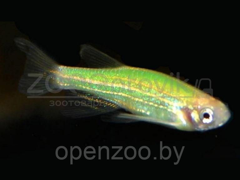 Данио Glo Fish Лазер и Мята 1,0-1,5 см - фото 6 - id-p168943706