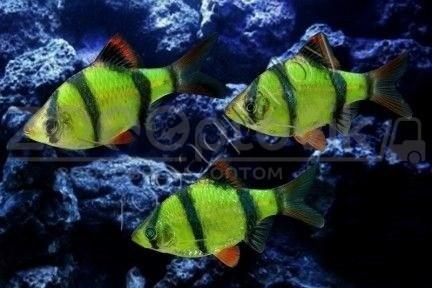 ZooAqua Барбус Сумантранский зеленый Glofish - фото 1 - id-p153794011