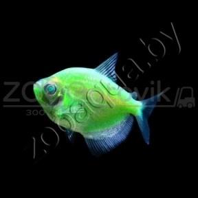 Тернеция зеленая Glofish - фото 1 - id-p153794012