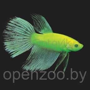 Петушки Glo Fish зеленые 3,5-4,0 см - фото 1 - id-p168943716