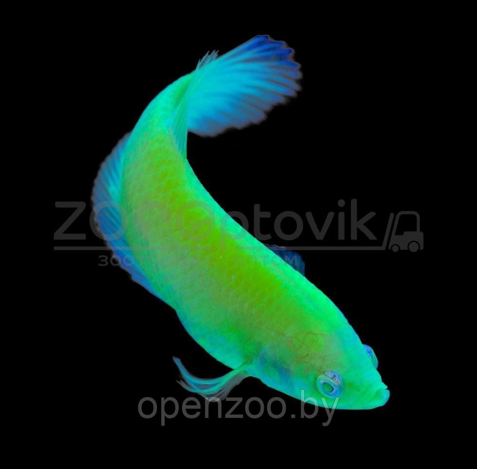 Петушки Glo Fish зеленые 3,5-4,0 см - фото 2 - id-p168943716