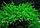 Яванский мох, фото 2