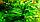 Эхинодориус тропика, куст, фото 3