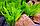 Эхинодориус тропика, куст, фото 6