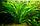 Эхинодориус амазонка, куст, фото 6