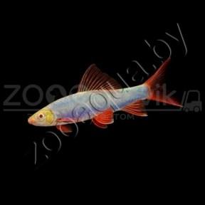 Лабео голубой Glo Fish (не мелкие) - фото 1 - id-p153794064